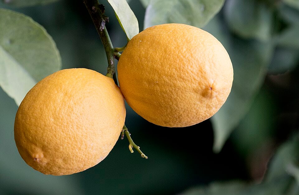 Ağaç üzerinde olgunlaşan Enterdonat limonları