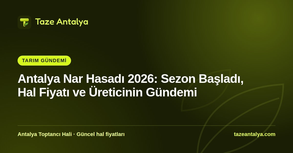 Antalya Nar Hasadı 2026: Serik'te Sezon, Hal Fiyatı ve Gazipaşa Narı